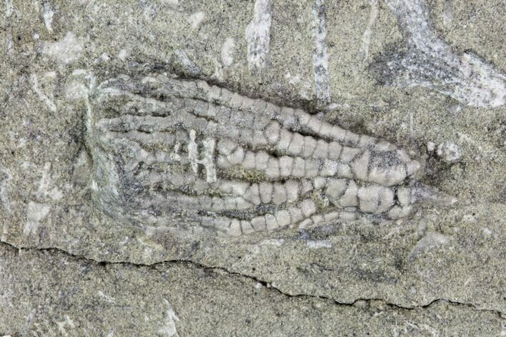 Hylodecrinus Crinoid Fossil - Crawfordsville, Indiana #94788